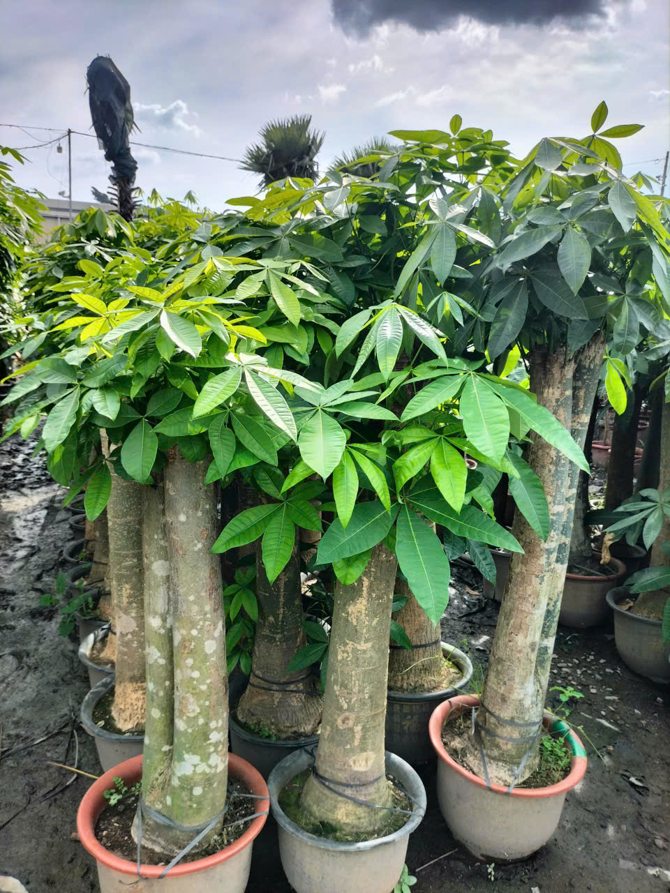 cây kim ngân size lớn 